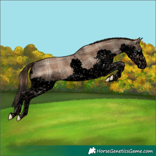 Horse Color:Void Plaid Liver Red Dun Splash