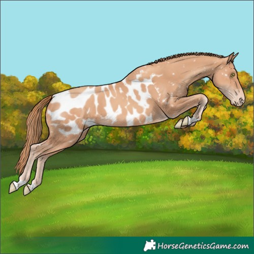 Horse Color:Gold Champagne Blanket