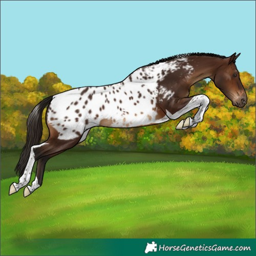 Horse Color:Gray Bay Tobiano Near Leopard