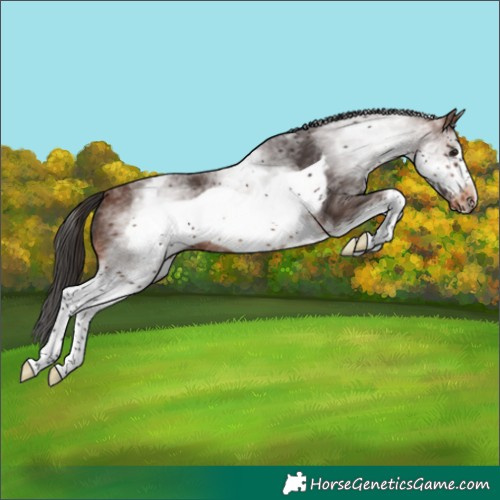 Horse Color:White Spotted Brown Frame Varnish