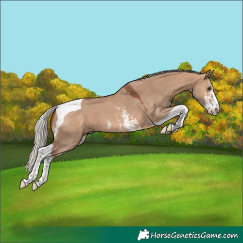 Horse Color:Silver Bay Dun Sabino Tobiano