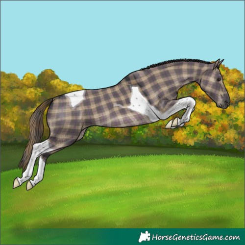 Horse Color:Plaid  Grullo Tobiano 