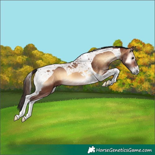 Horse Color:Bay Onyx Tobiano 