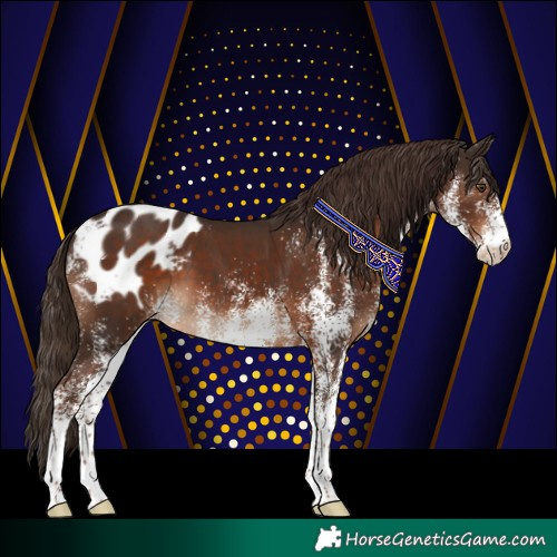 Horse Color:White Spotted Liver Chestnut Blanket