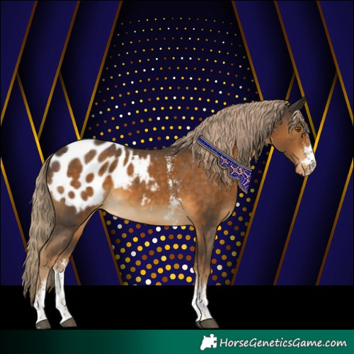 Horse Color:Chocolate Palomino Sabino Blanket