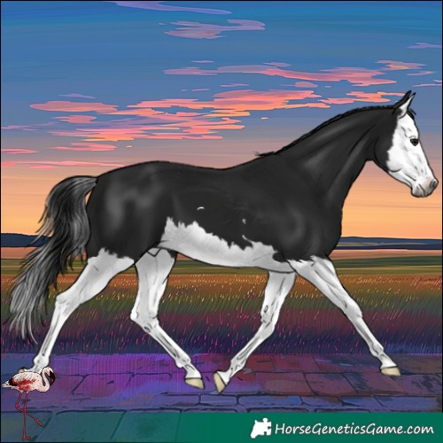 Horse Color:Gray Smoky Black Splash 