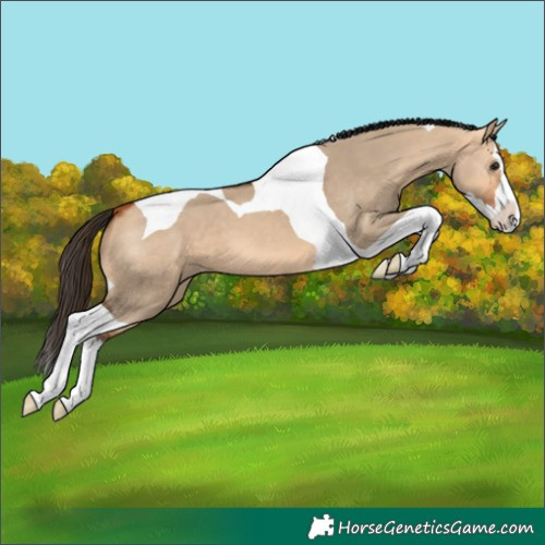 Horse Color:Bay Dun Splash Tobiano 