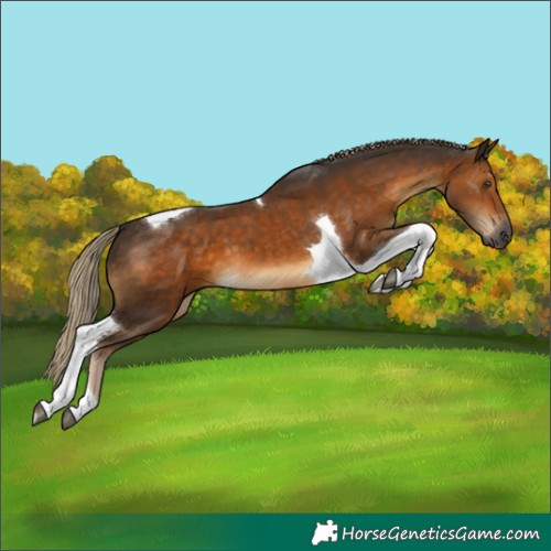 Horse Color:Gray Chocolate Palomino Tobiano 