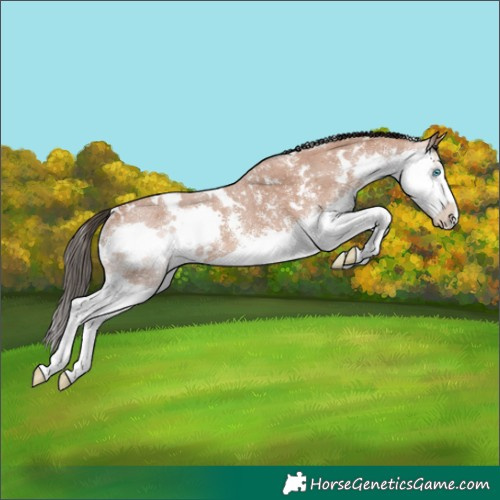 Horse Color:White Spotted Bay Sabino Splash Rabicano 