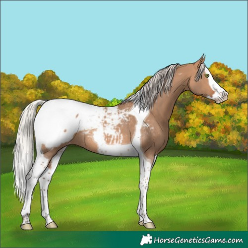 Horse Color:Silver Bay Dun Splash Tobiano Snowcap Rabicano 