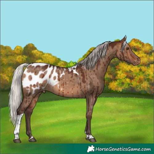 Horse Color:Silver Brown Dun Tobiano Blanket Rabicano Brindle 