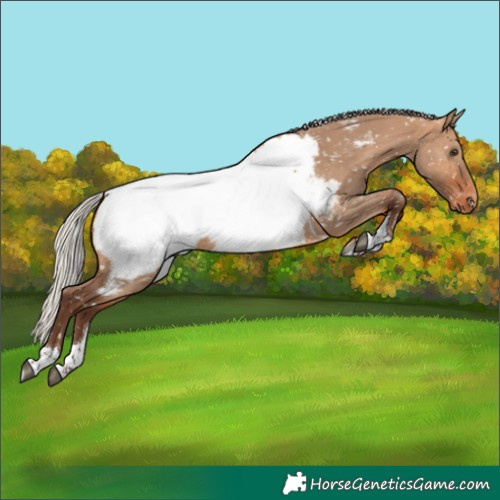 Horse Color:Silver Bay Dun Tobiano Near Fewspot Rabicano