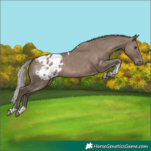 Horse Color:Silver Grullo Sabino Tobiano Blanket Rabicano
