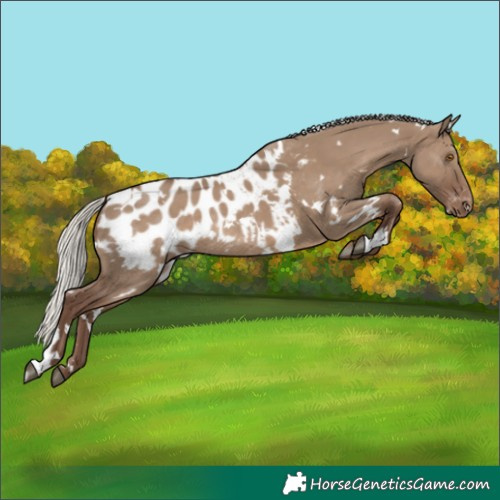 Horse Color:White Spotted Silver Grullo Blanket Rabicano 