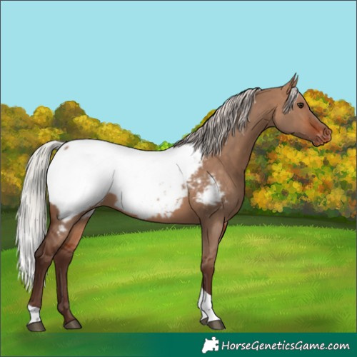 Horse Color:Silver Bay Dun Tobiano Near Fewspot Rabicano