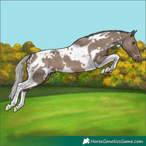 Horse Color:White Spotted Silver Grullo Tobiano Blanket