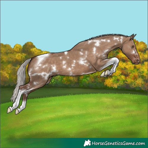 Horse Color:White Spotted Silver Grullo Tobiano Varnish 