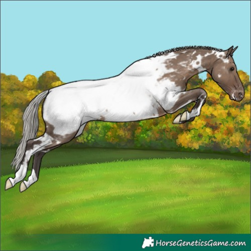Horse Color:White Spotted Silver Grullo Near Fewspot Rabicano 