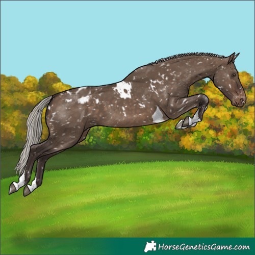 Horse Color:White Spotted Silver Brown Dun Tobiano Blanket