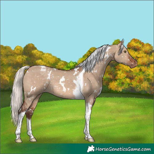 Horse Color:White Spotted Silver Brown Dun Tobiano Snowflake Varnish
