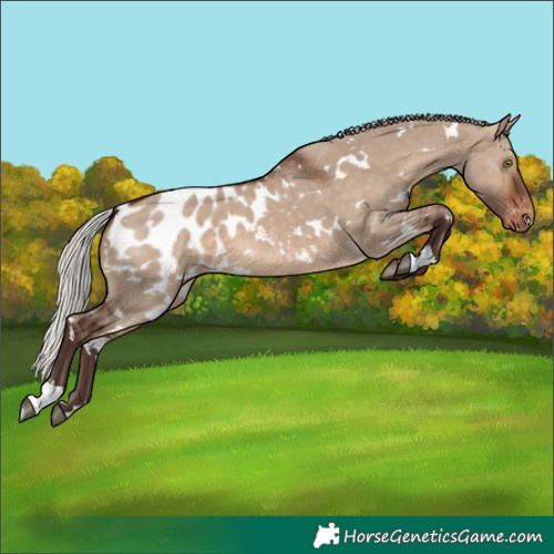 Horse Color:White Spotted Silver Brown Dun Blanket 