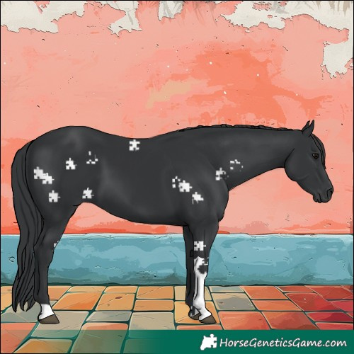 Horse Color:Black Tobiano