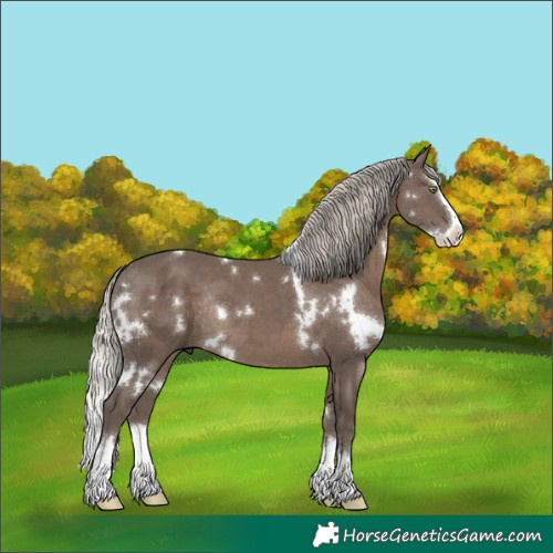 Horse Color:White Spotted Silver Black Splash Rabicano 