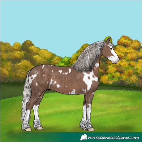 Horse Color:White Spotted Silver Black Splash