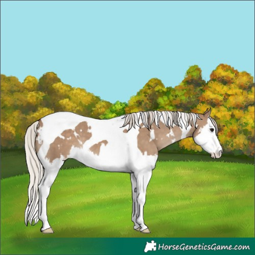 Horse Color:White Spotted Silver Grullo Splash Tobiano