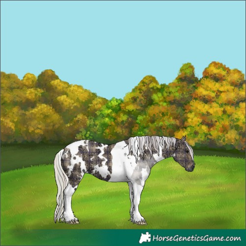 Horse Color:Plaid White Spotted Silver Grullo Ice Tobiano