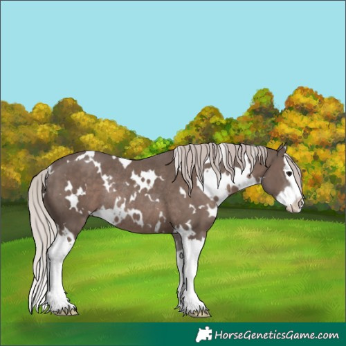 Horse Color:White Spotted Silver Black Sabino Splash Rabicano