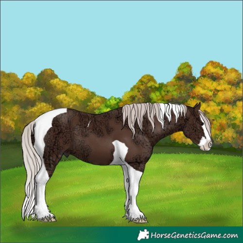 Horse Color:Silver Black Ice Splash Tobiano