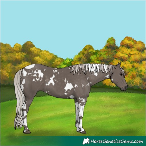 Horse Color:White Spotted Silver Black Tobiano