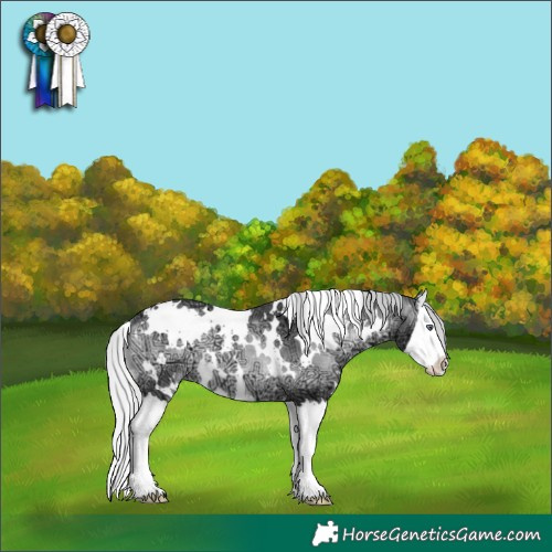Horse Color:White Spotted Silver Brown Chinchilla Ice Onyx Splash 