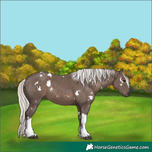 Horse Color:White Spotted Silver Black Tobiano 