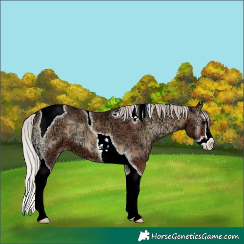Horse Color:Silver Blue Onyx Ice Splash Tobiano
