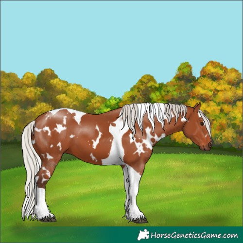 Horse Color:White Spotted Silver Brown Tobiano