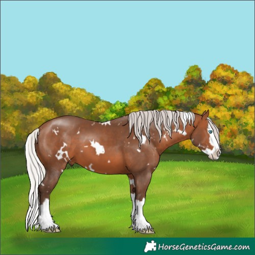 Horse Color:White Spotted Silver Brown Splash 