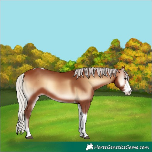 Horse Color:Silver Brown Onyx Sabino Tobiano