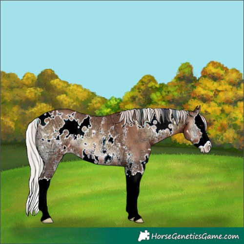 Horse Color:White Spotted Silver Bay Ice Onyx Sabino Splash 