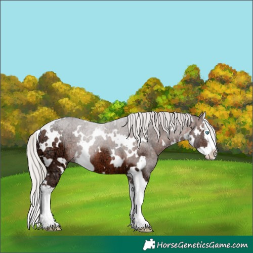 Horse Color:White Spotted Silver Brown Ice Splash Rabicano