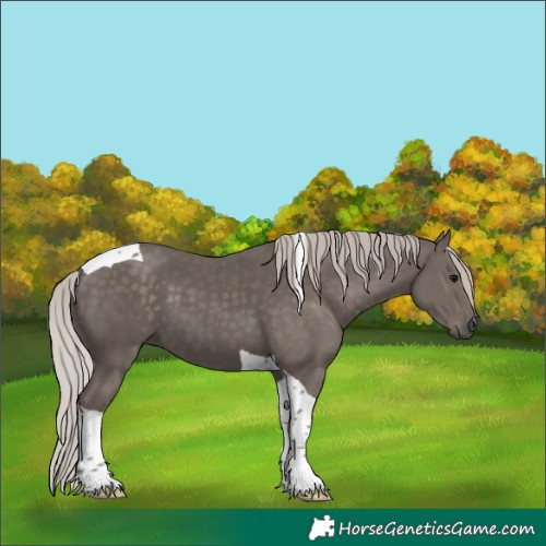 Horse Color:Silver Black Tobiano