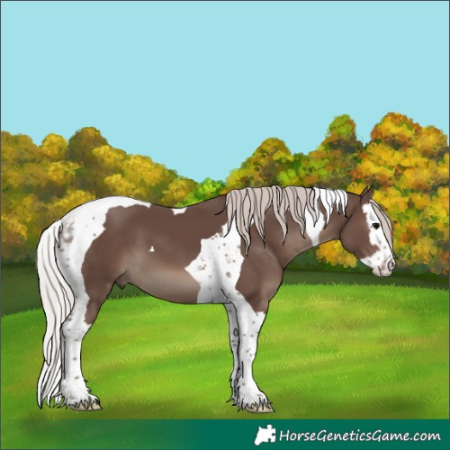 Horse Color:Silver Black Splash Tobiano 