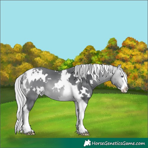 Horse Color:White Spotted Silver Bay Chinchilla Splash Tobiano