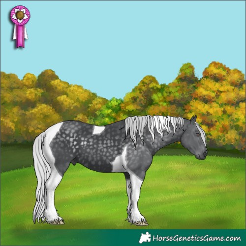 Horse Color:Silver Black Chinchilla Tobiano
