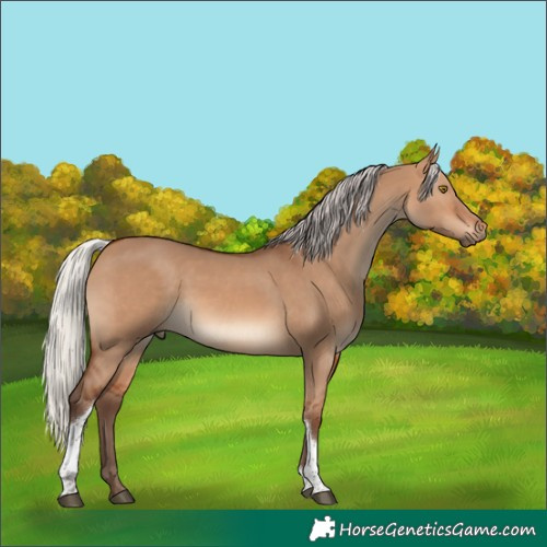 Horse Color:Silver Brown Dun Tobiano Rabicano