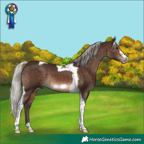 Horse Color:Silver Brown Tobiano Frame Rabicano