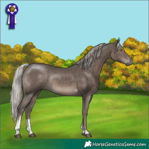 Horse Color:Silver Black Tobiano Rabicano