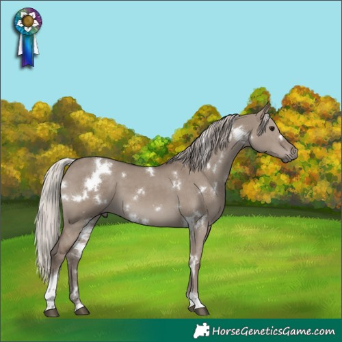 Horse Color:White Spotted Silver Grullo Tobiano