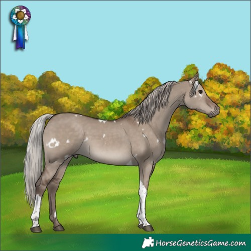Horse Color:White Spotted Silver Grullo Tobiano